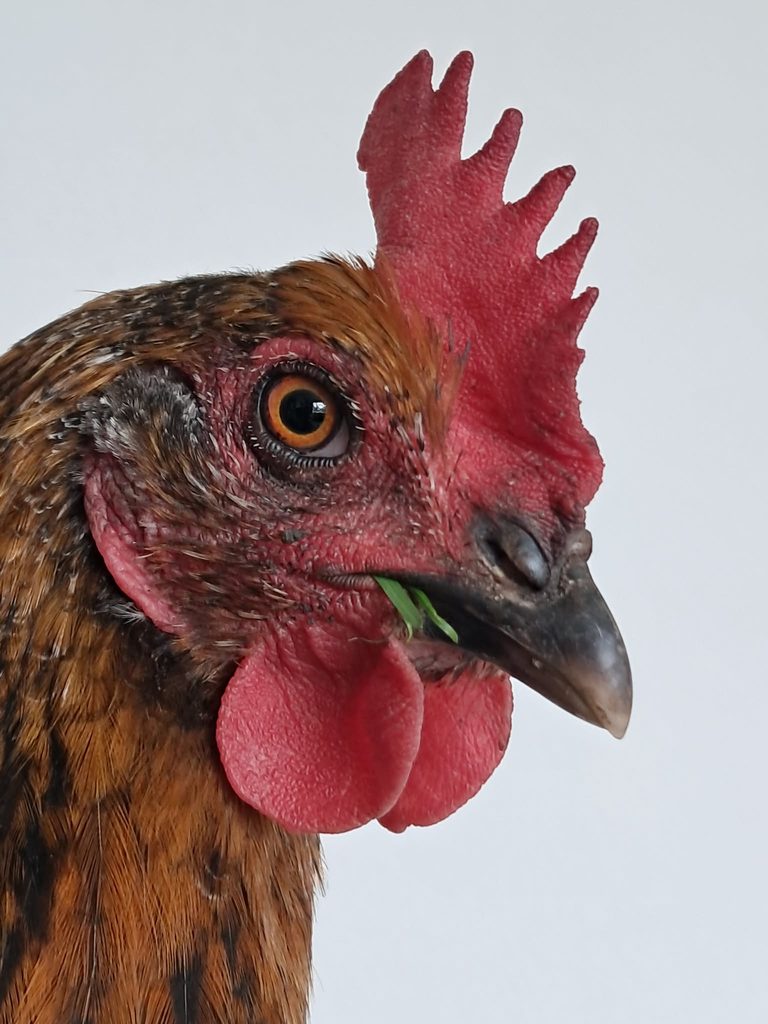 thingies meeskonna ametlikud abilised – kanad ja merisead